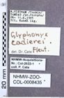 Etiketten zu Glyphonyx cadierei (Fleutiaux, 1941) (NHMW-ZOO-COL-0008435)
